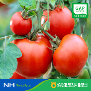 한반도농협 맑은청 강원 찰토마토 4kg GAP인증