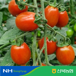 (농할20%추가)[신북농협 Peak!]★氣영암 Fresh 대추방울토마토 2kg/3kg/5kg