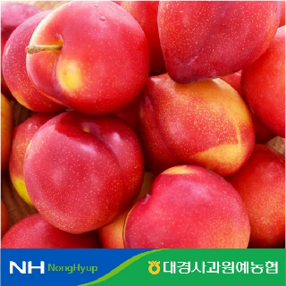 대경사과농협 자두(후무사) 1.5kg 구성