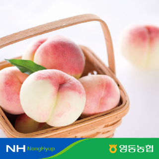 (농할16,520원)[영동농협]GAP 메이빌복숭아 황도백도 복숭아 3kg(말랑이,아삭이)8-12내
