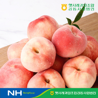 [농할쿠폰]햇사레 백도 복숭아 3kg (8-10과) GAP인증 고당도 농협선별