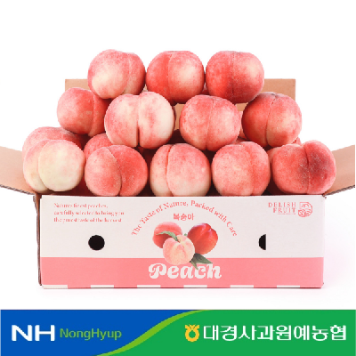 [농할가9,920원] 대경사과농협 GAP영천 딱딱이 복숭아 2kg 구성