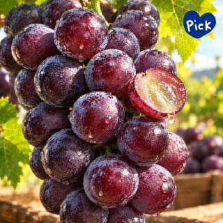 [신북농협Pick!]★프리미엄2kg★유명산지 씨없는 캠봉포도18Brix 