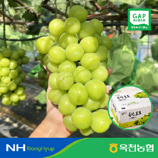 [농할가9,940원] 당도선별! 옥천 향수30리 샤인머스켓 2kg 2-3수 
