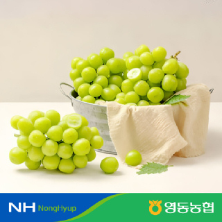 [농할가8,340원][영동농협]샤인머스켓 망고포도 2kg(2-4수) #GAP
