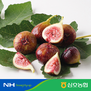 (농할가 19,120원)[삼호농협] 영암 무화과 1kg(500g+500g) 산지직송