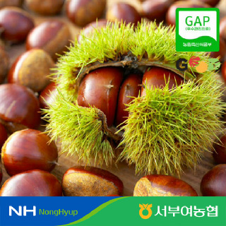 [부여군농협] 26년 굿뜨래 알밤 햇밤4kg(특/대) 1kg*4망)