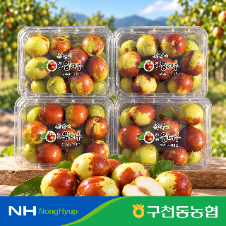 구천동농협 무주 왕대추 사과대추 생대추 천황대추 햇대추 국내산 산지직송 2kg