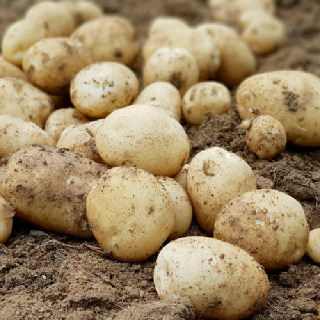 [산지직송] 햇 개진감자(대) 3kg/5kg