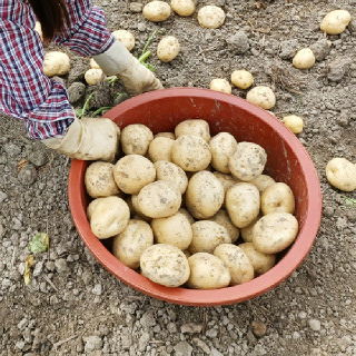 [팔도농장] 26년 수확 햇 수미감자(대) 3kg/5kg/10kg
