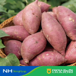 [만인산농협] 밤고구마