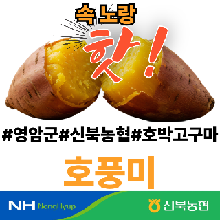 [신북농협Peak!]★26년 햇 氣영암 황토 호풍미 고구마 3kg/5kg