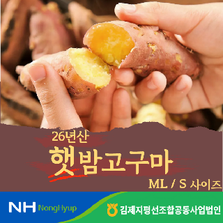 [농할20%]김제지평선조공 26년 햇밤고구마 3kg 5kg (ML/S)