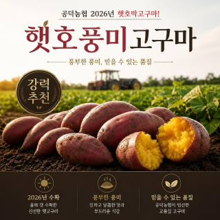 (농할)[공덕농협] 2026년 햇호풍미고구마 S사이즈(40-100g)