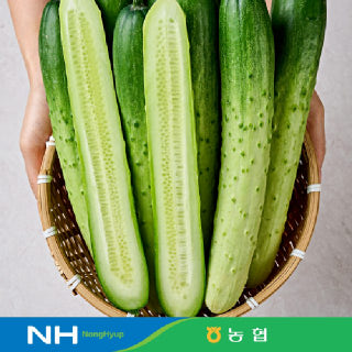 [동김제농협]★행사가★백다다기 오이 2kg 외