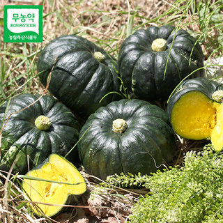 [산지직송] 함평 정대성님의 무농약 햇 미니단호박(밤호박) 2kg,4kg