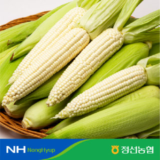 [농할가11,920원] 정선농협 찰옥수수 15입 17cm이상 특품 