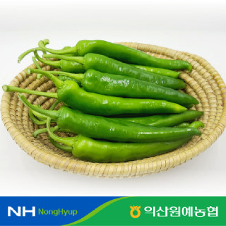 [익산원예농협]신선 아삭 국내산 제철 오이고추 특품