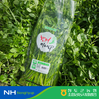 [청도군농협] 무농약 청도 한재미나리 500g/ 1kg/ 2kg(개별 소포장, 당일출고)