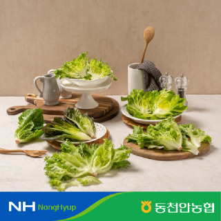 [천안시농협] 유럽샐러드 채소 1kg 3종 랜덤 발송
