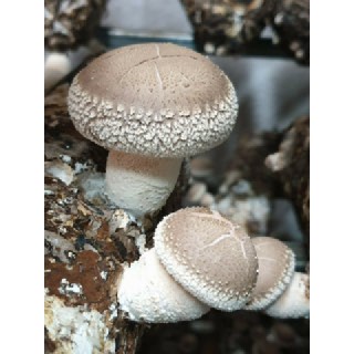 문경 유황 백송화버섯, 500g 1팩