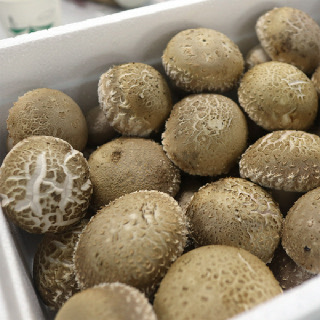[농할추가20%] 여주 향긋 쫄깃한 송화고버섯 500g 1kg 고송 송이표고 송화