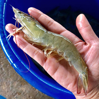 [대한민국농수산][제철 활새우] 국내산 생물 흰다리새우 왕새우 1kg (30미 내외)