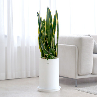 산세베리아 클래식